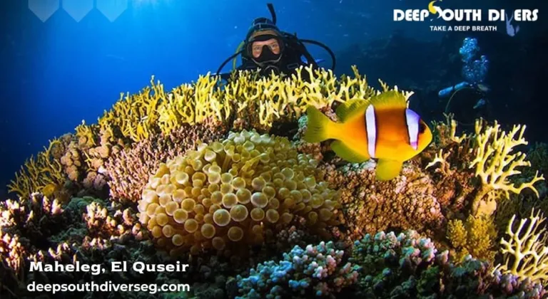 Discover Egypt's Most Enchanting Red Sea Diving Adventures